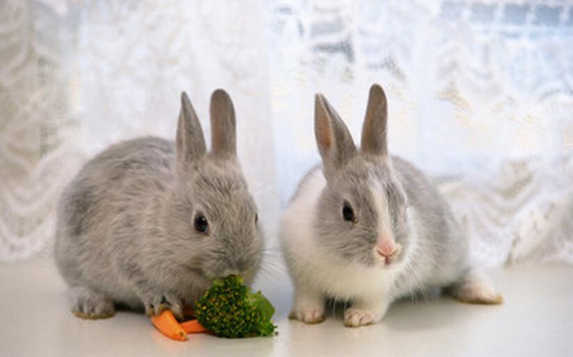 了解兔子的生活习性和感知环境,兔子的生活习性及特征