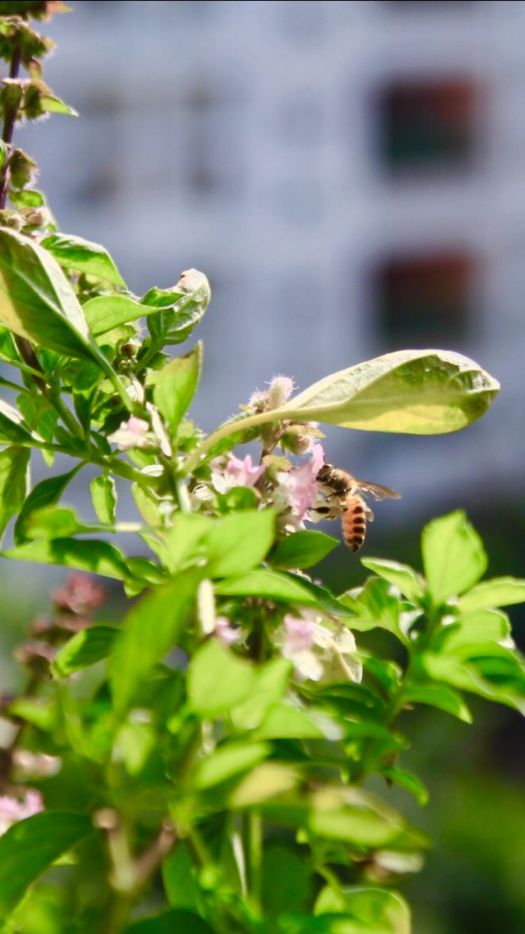 东南亚咖喱用什么香料,咖喱到底是个什么味道