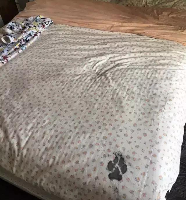 有一只文艺范的狗,一只很有神韵的狗