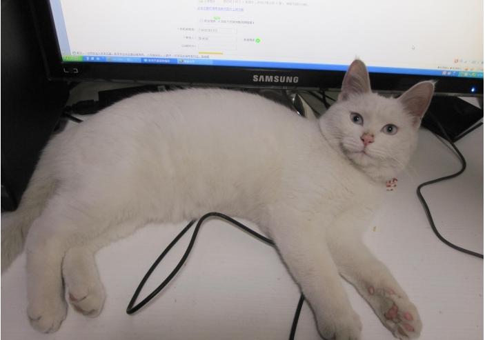 猫咪我是你的左右眼,猫咪我是你的唯一