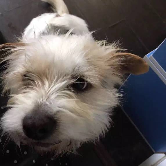 上海领养代替购买,上海领养孩子有补贴吗