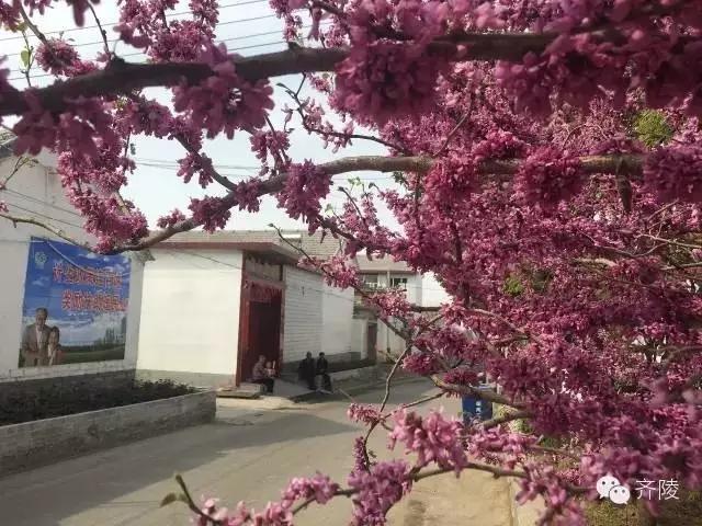 临淄:特色小镇的春天——金岭敬仲朱台齐陵