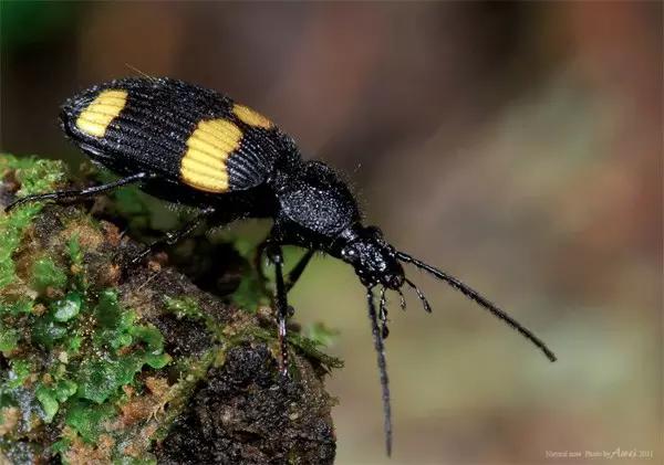 哪些昆虫有三对足两对翅一对触角,什么昆虫是三对足两对翅一对触角