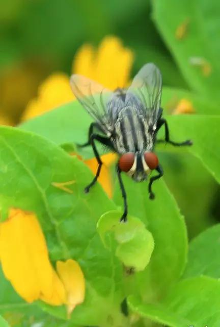 什么昆虫六条腿两个牙齿,什么是昆虫昆虫的定义是什么