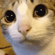 猫咪的一只眼睛突然变得很浑浊,猫咪眼睛受伤浑浊