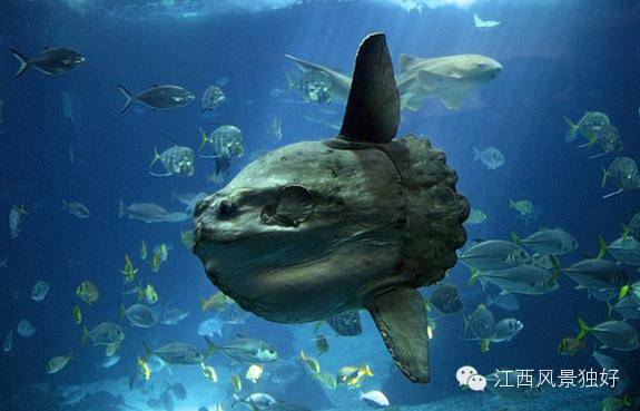 南昌万达海洋乐园在哪里,南昌万达海洋乐园主题公园