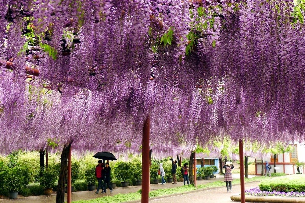 春美人美花也美,假日赏花怎么打扮?