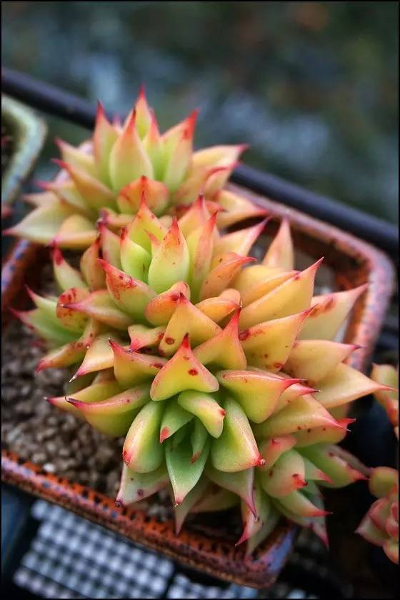 直播间不退不换的韩货,未来直播带货会持续红火吗