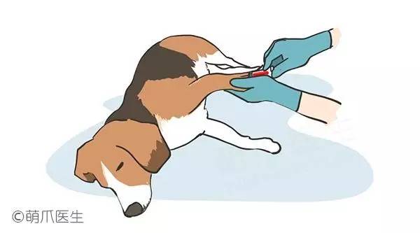 孕妇养狗的心酸经历,养狗怀孕科普