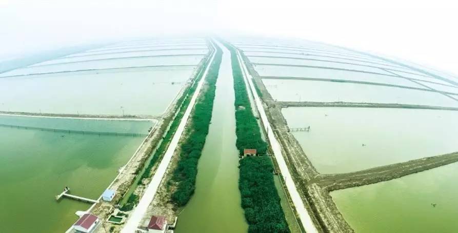 经营|从2500亩到2.2万亩，看江苏农垦东辛水产的崛起之路