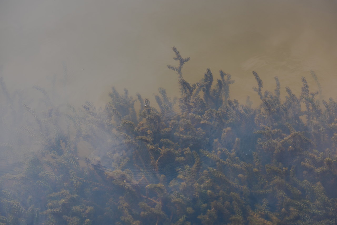 龙虾怎么样养殖视频,波士顿龙虾养殖方法和注意事项