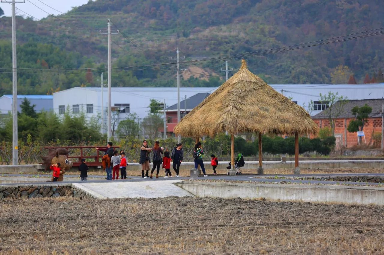 富阳金沙岛花海,富阳花海网红景点