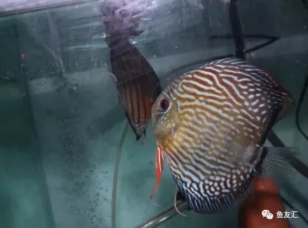 野菜分类,野彩和家彩的饲养区别