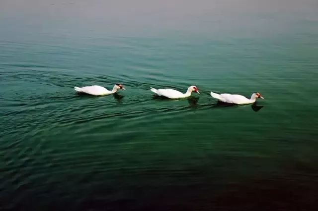 福利丨2017年的最后一个月，送你一场万绿湖双人豪华游