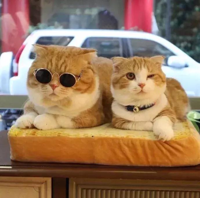 网友家的猫坐键盘上，偶然竟打出这几个字，可以说，细思极恐了！