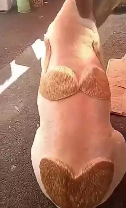 网友家的猫坐键盘上，偶然竟打出这几个字，可以说，细思极恐了！