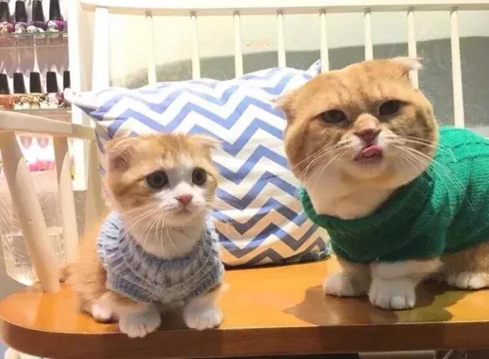 网友家的猫坐键盘上，偶然竟打出这几个字，可以说，细思极恐了！