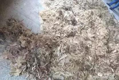 霉菌会对育肥猪造成哪些伤害,霉菌导致猪瘫痪怎么办