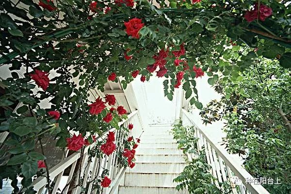 艳慕地中海风格的蔷薇鲜花拱门吗？十步骤即可在你家阳台上实现！