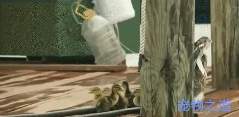 鸭子教小鸭子潜水,鸭子教小鸭子游泳