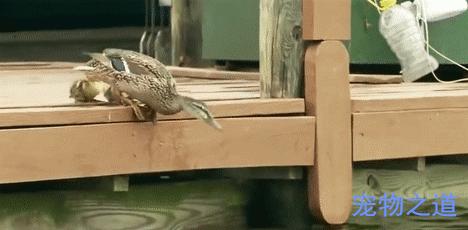 鸭子教小鸭子潜水,鸭子教小鸭子游泳