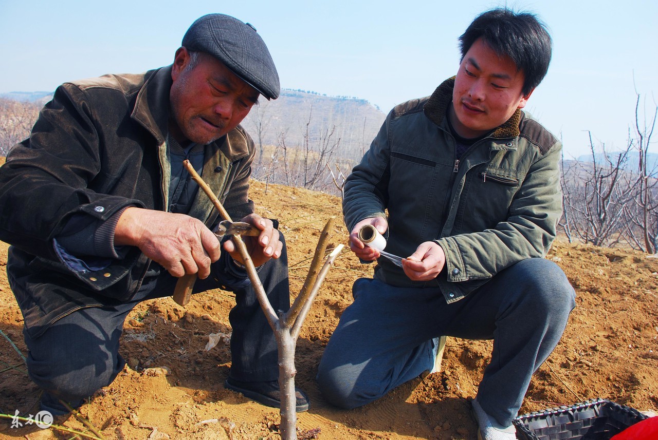 果农想在一棵树嫁接多种水果？掌握这技术要点，完全可以亲自做到
