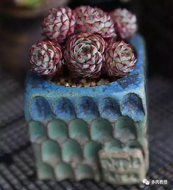 多肉老桩配古盆！美的惊艳了时光！