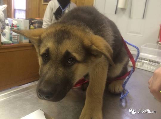 如何安全的让狗狗跟着你,如何与敏感的狗狗相处