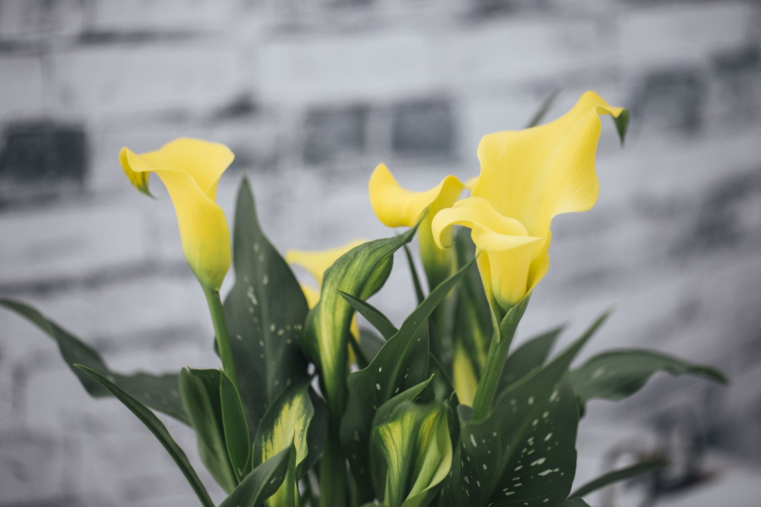 马蹄莲怎样盆栽与养护,盆栽马蹄莲的养护方法