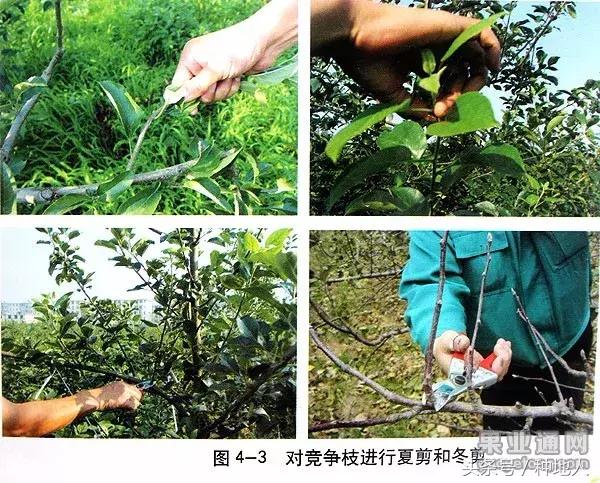 桃树傻瓜式修剪技术,汪景彦傻瓜式修剪详解