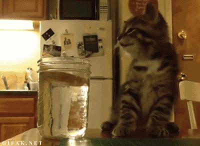 热衷浪浪浪的精致喵仙人，从此不惧空调和冷风