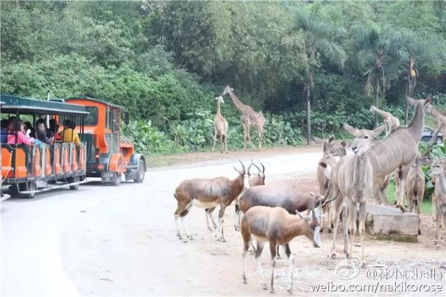 广州长隆亲子游最省钱攻略,广州长隆亲子游最全游玩攻略
