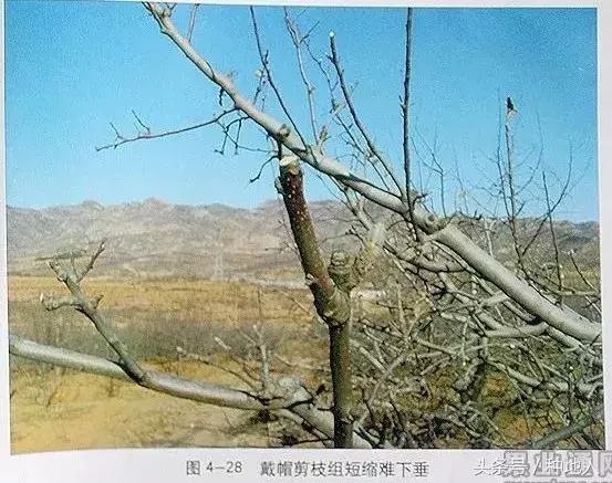 桃树傻瓜式修剪技术,汪景彦傻瓜式修剪详解