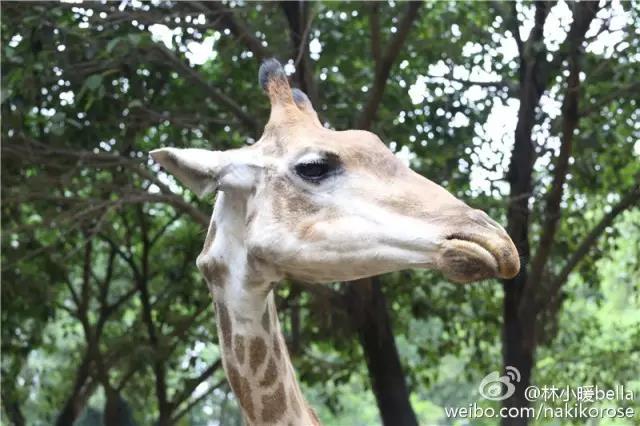 广州长隆亲子游最省钱攻略,广州长隆亲子游最全游玩攻略