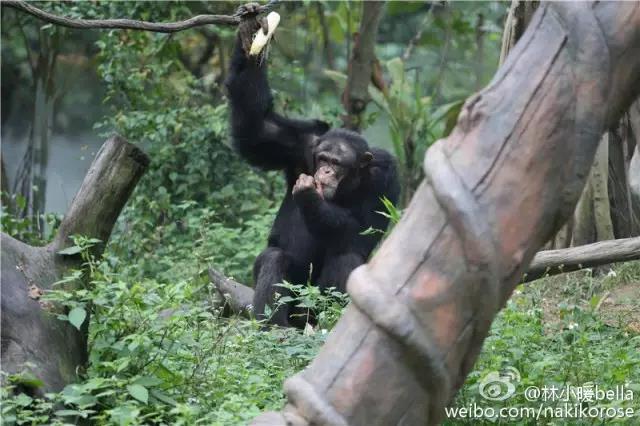 两大一小广州长隆亲子游攻略,最新广州长隆带娃游玩攻略2天