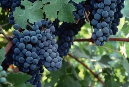 假进口葡萄酒,真正的酒知识大全