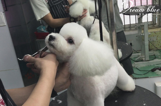 手把手教宠物美容,自己在家做个宠物美容怎么样