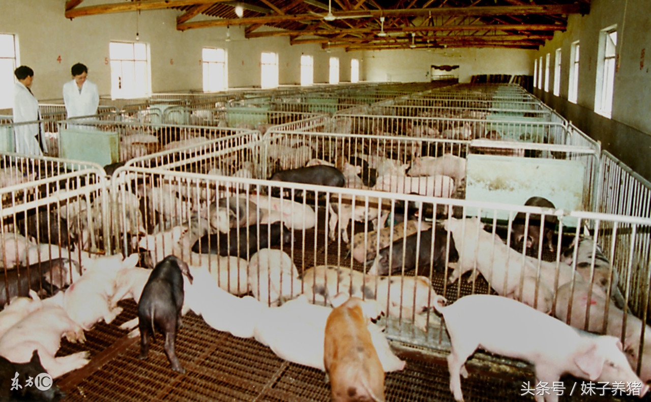 肥猪消化不好怎么办,肥猪后腿疼用什么药