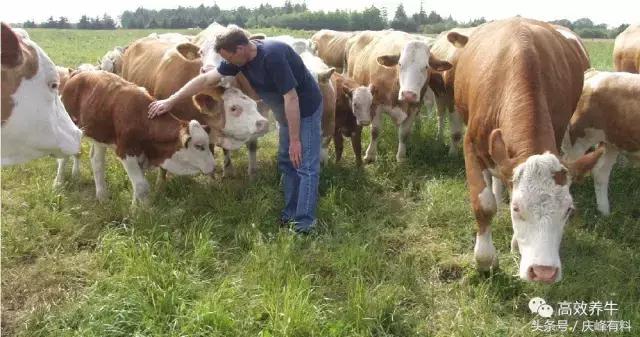 牛吃羊粪砖怎么回事,牛吃水泥灰了怎么办
