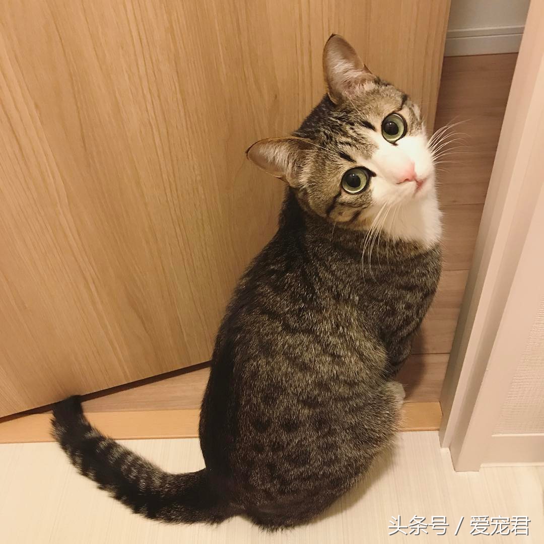 铲屎官给猫咪喂粮,铲屎官给猫咪准备鸡腿