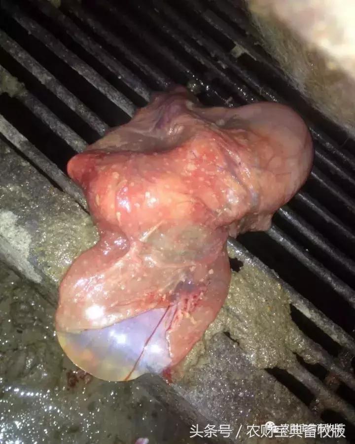 胎衣不下母猪用什么办法,胎衣不下的产后预防