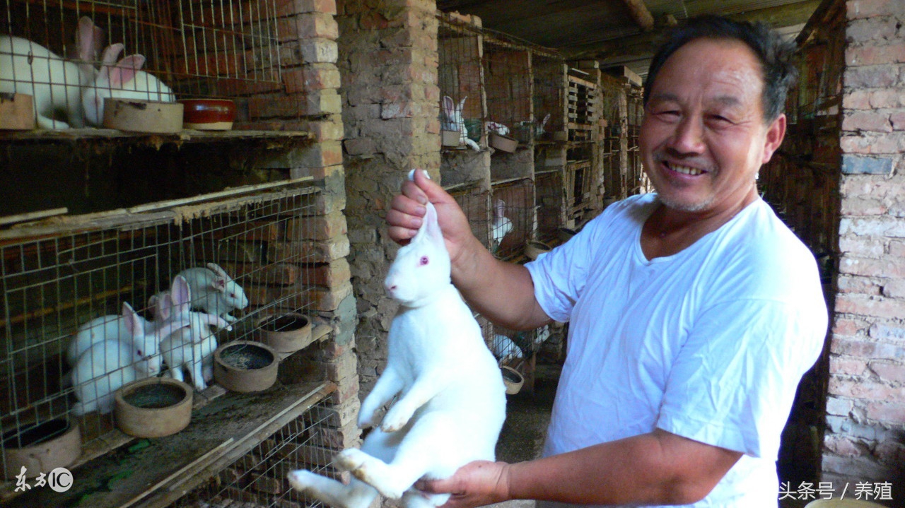 养兔三分靠管理七分靠技术,养兔如何才能催肥长膘