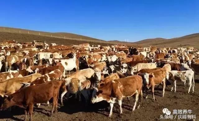 牛吃羊粪砖怎么回事,牛吃水泥灰了怎么办