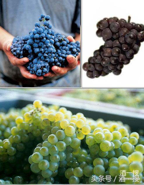 葡萄酒知识法国,葡萄酒知识大全英文