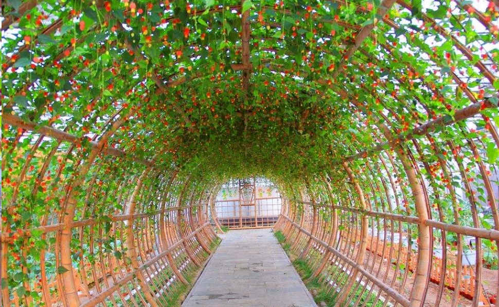 哪种藤本植物最好养,好养的藤本植物