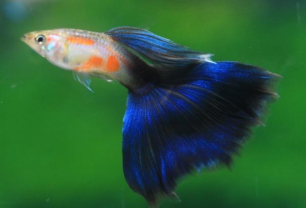 5种常见热带鱼养殖品种介绍图,什么热带鱼好看又好养适合新手养