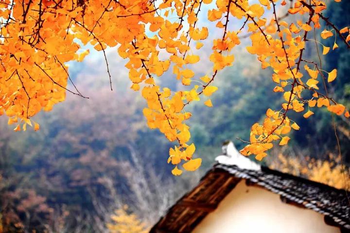 禅意的银杏,银杏的禅意