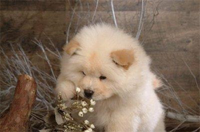 松狮狗多少钱,松狮犬大概多少钱一只幼犬图片