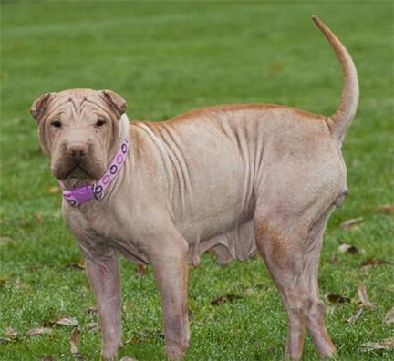 沙皮狗狗的喂养方法视频,沙皮狗小狗狗注意什么