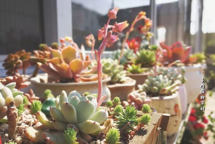 与多肉作伴,与多肉相伴的视频